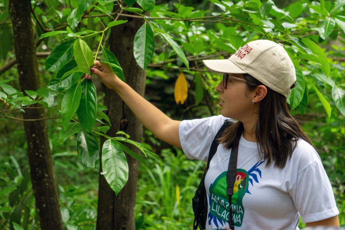 Proyecto "Amazona Lilacina"
