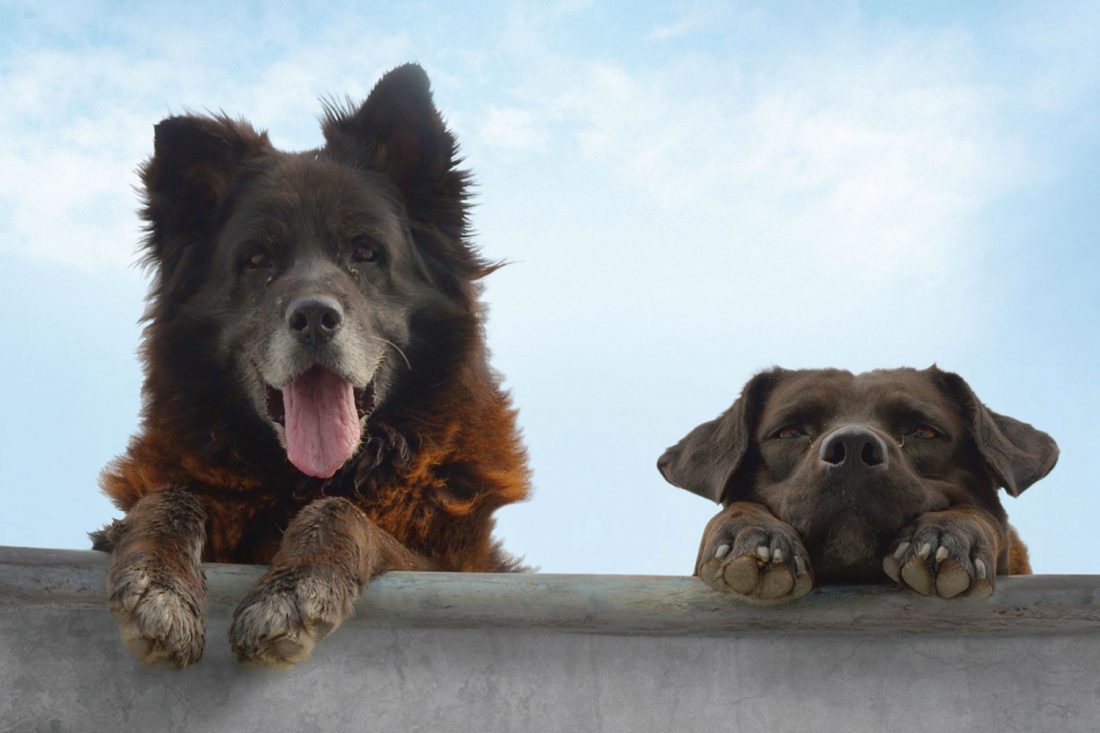 Los-reyes-Bettina-Perut