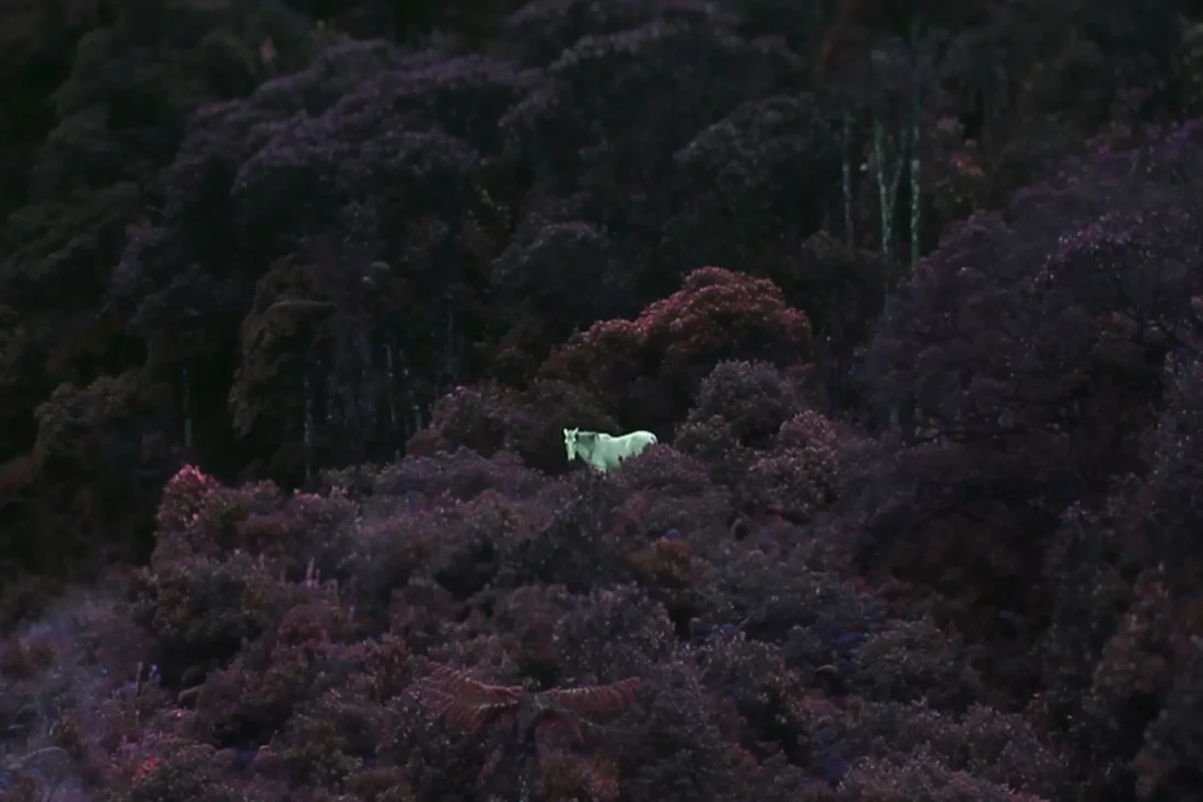 SourLake Andres Dávila